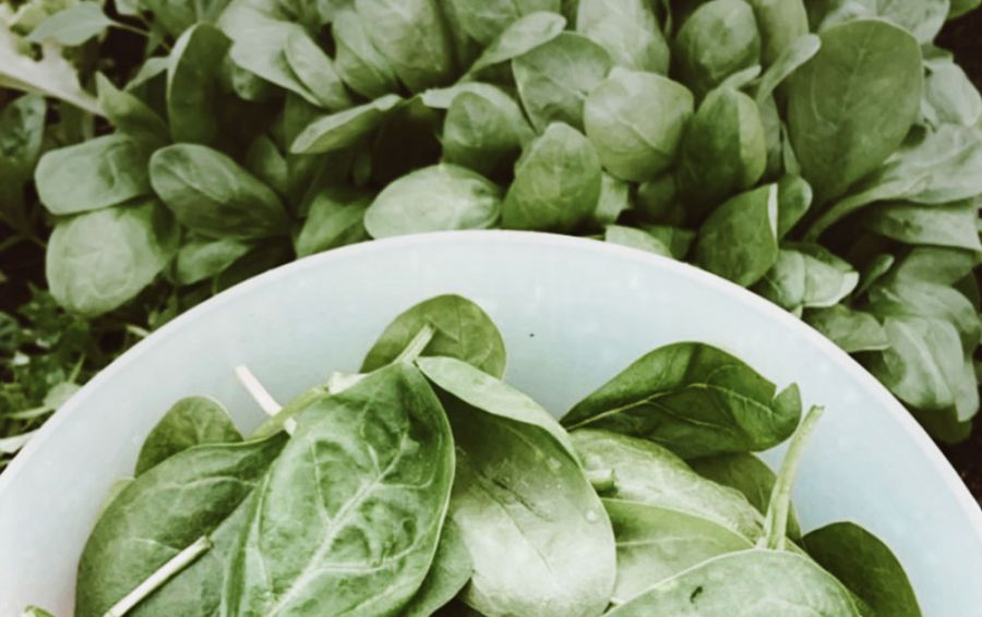 Frische Salatblätter